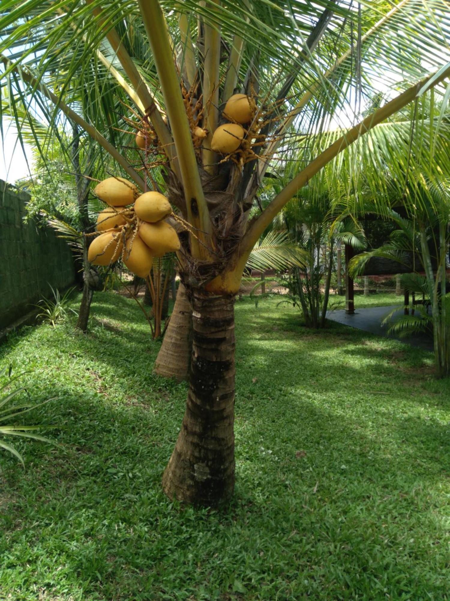 Jasmin Homestay Marakolliya Tangalle Esterno foto